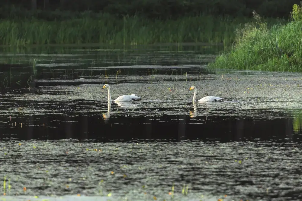 Zdjęcie Rezerwat przyrody Wydymacz: Odkryj tajemnice natury i unikalne atrakcje