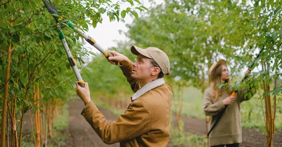 Zdjęcie Jak obcinać jabłonie? Najlepsze techniki przycinania drzew owocowych