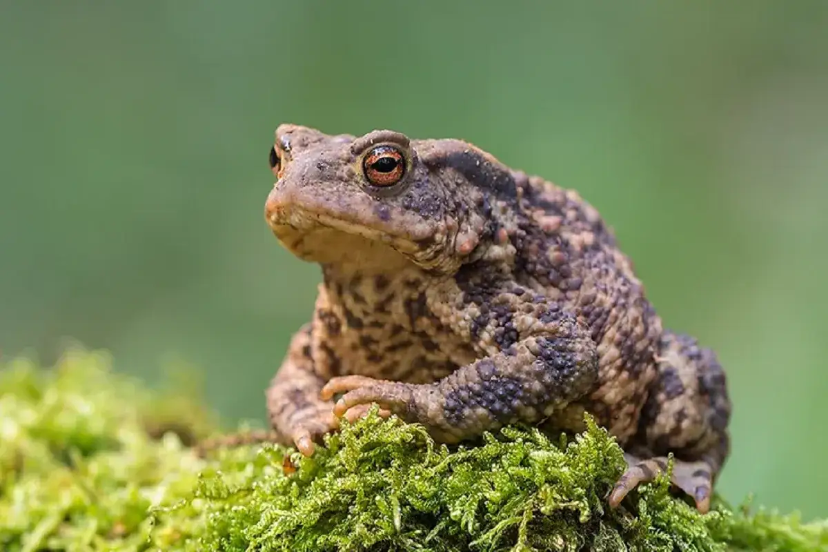Zdjęcie Czym żywi się ropucha szara? Zaskakujące fakty o jej diecie