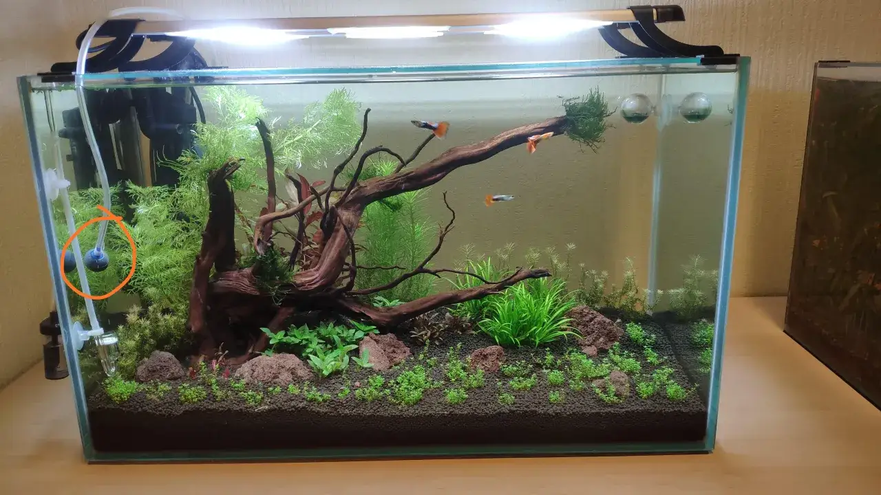 Zdjęcie Czy napowietrzacz do akwarium jest naprawdę potrzebny? Sprawdź to!