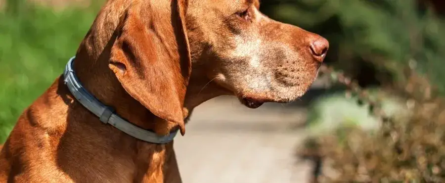 Zdjęcie Czy obroża przeciw kleszczom jest szkodliwa dla człowieka? Uważaj na skutki!