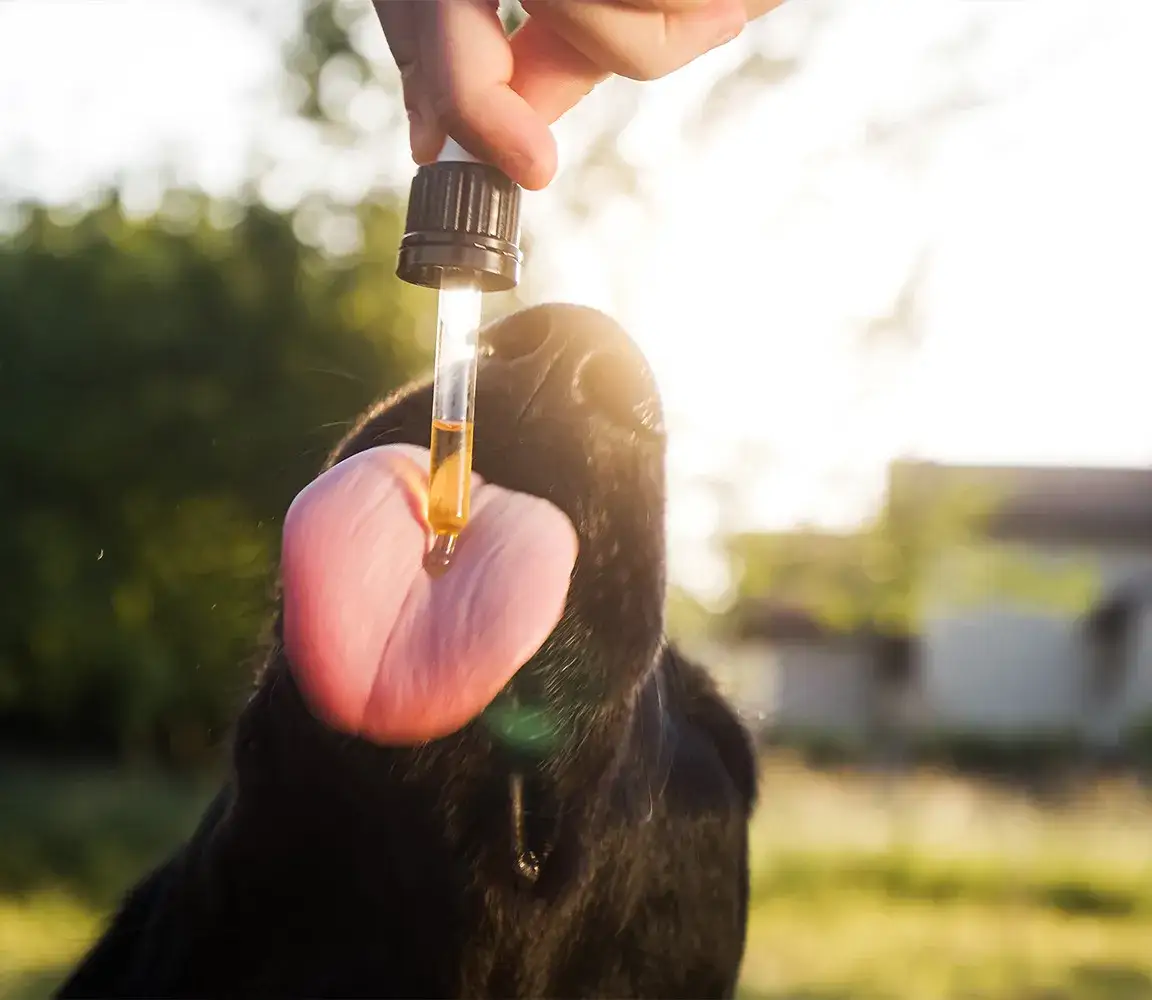 Zdjęcie Czy pies może jeść olej rzepakowy? Bezpieczne opcje dla zdrowia psa
