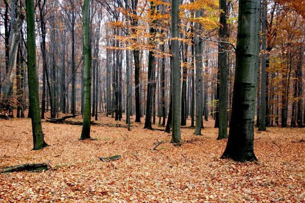 Zdjęcie Rezerwat Przyrody Las Murckowski: co warto wiedzieć przed wizytą i jak uniknąć błędów