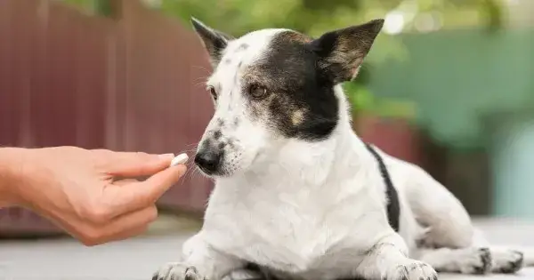 Zdjęcie Jak działają tabletki na kleszcze dla psa i dlaczego są skuteczne