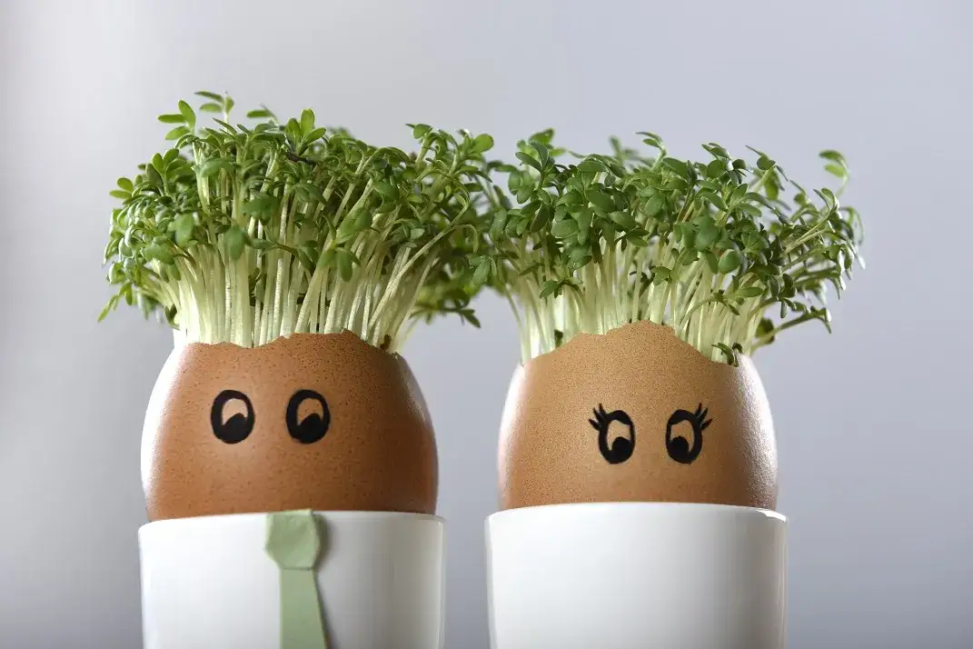 Zdjęcie Czy jajka odchudzają? Odkryj prawdę o ich wpływie na wagę