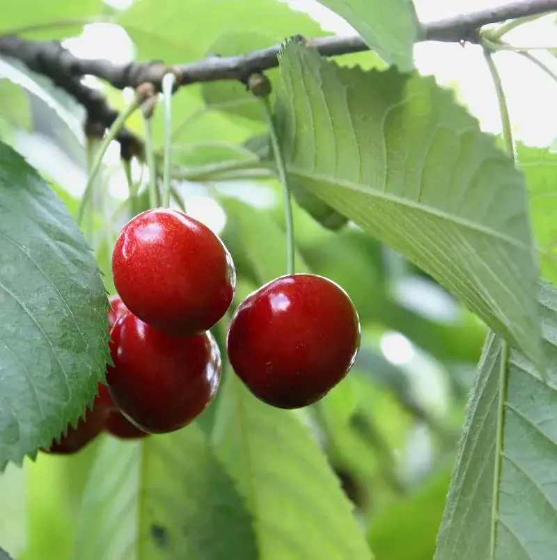 Zdjęcie Cuándo se plantan los cerezos: evita errores comunes y logra éxito