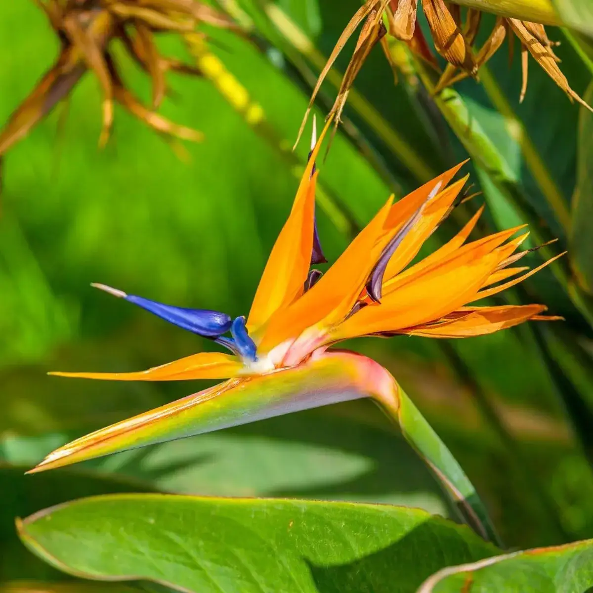 Zdjęcie Gdzie kupić rajski ptak kwiat? Sprawdź najlepsze miejsca i ceny