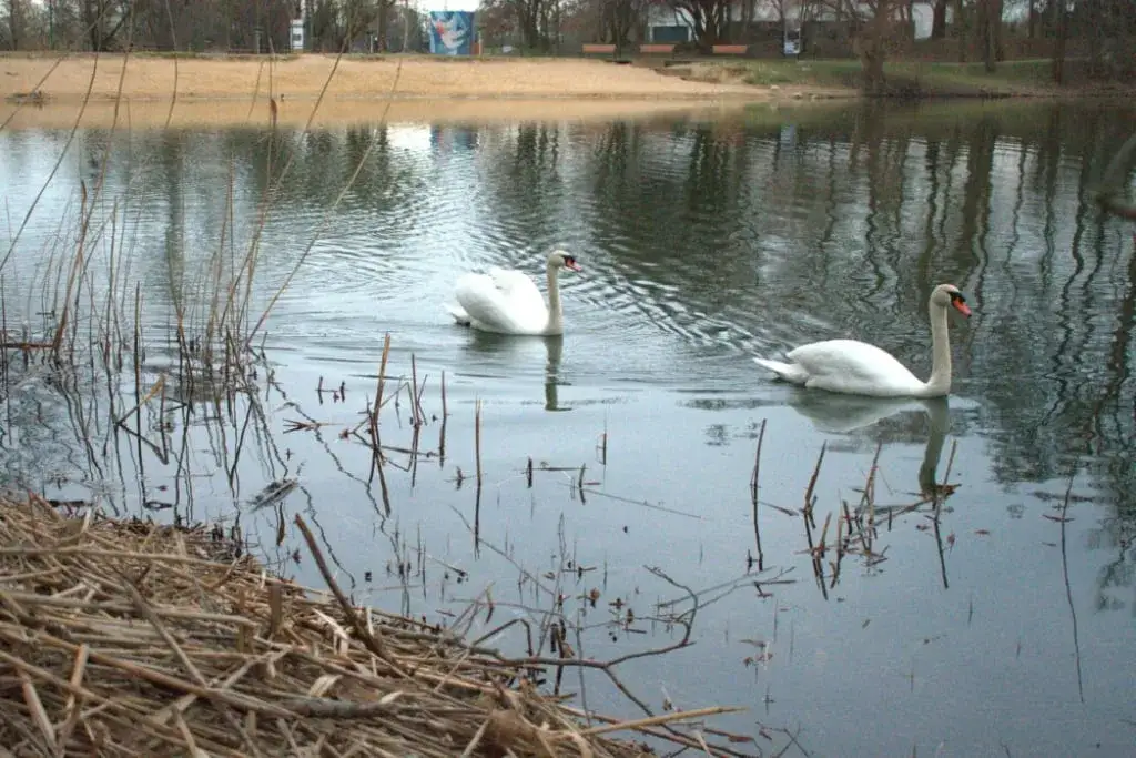 Zdjęcie Jezioro Pawłowickie: piękne miejsce na relaks i wyzwania ekologiczne