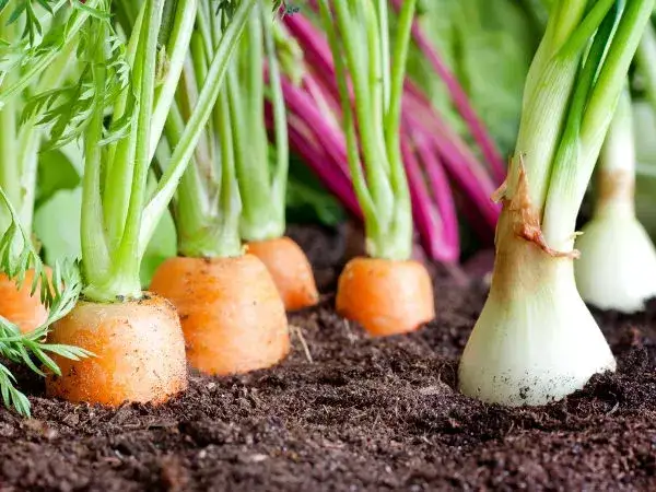 Zdjęcie Jakie pH gleby pod ogórki zapewni zdrowe plony i uniknie problemów