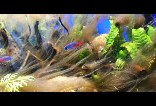 Zdjęcie Jak pozbyć się krasnorostów w akwarium i przywrócić jego zdrowie