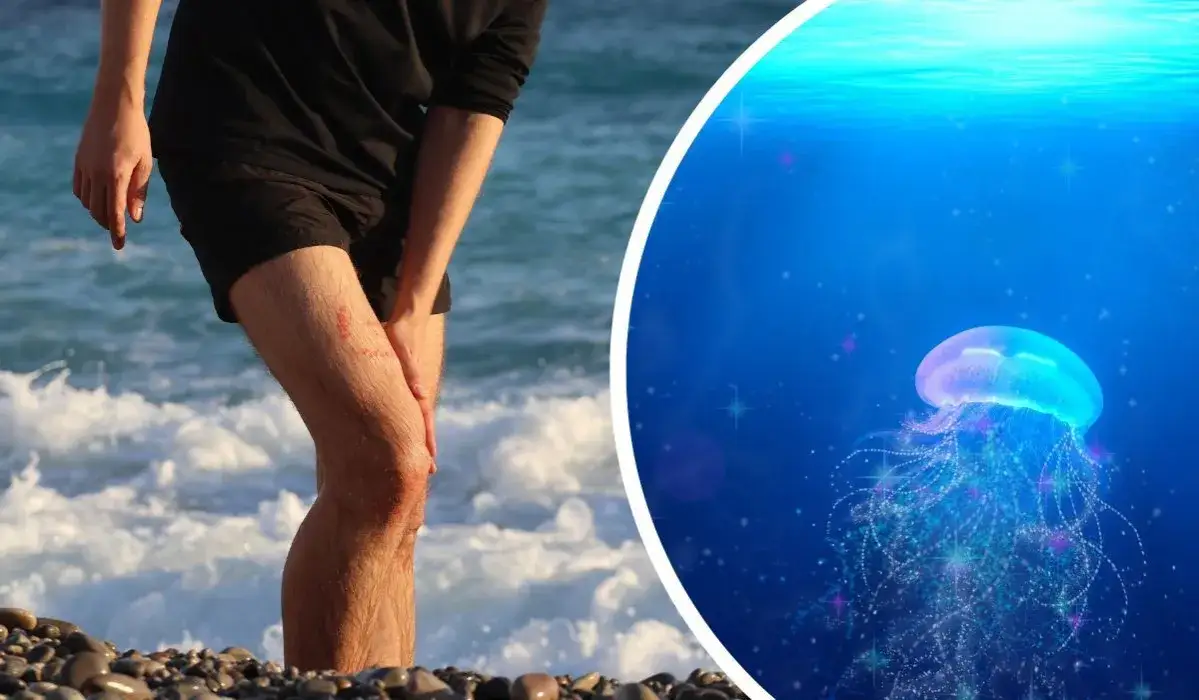 Zdjęcie Czy meduzy w Bałtyku są groźne? Sprawdź, jakie mogą być konsekwencje