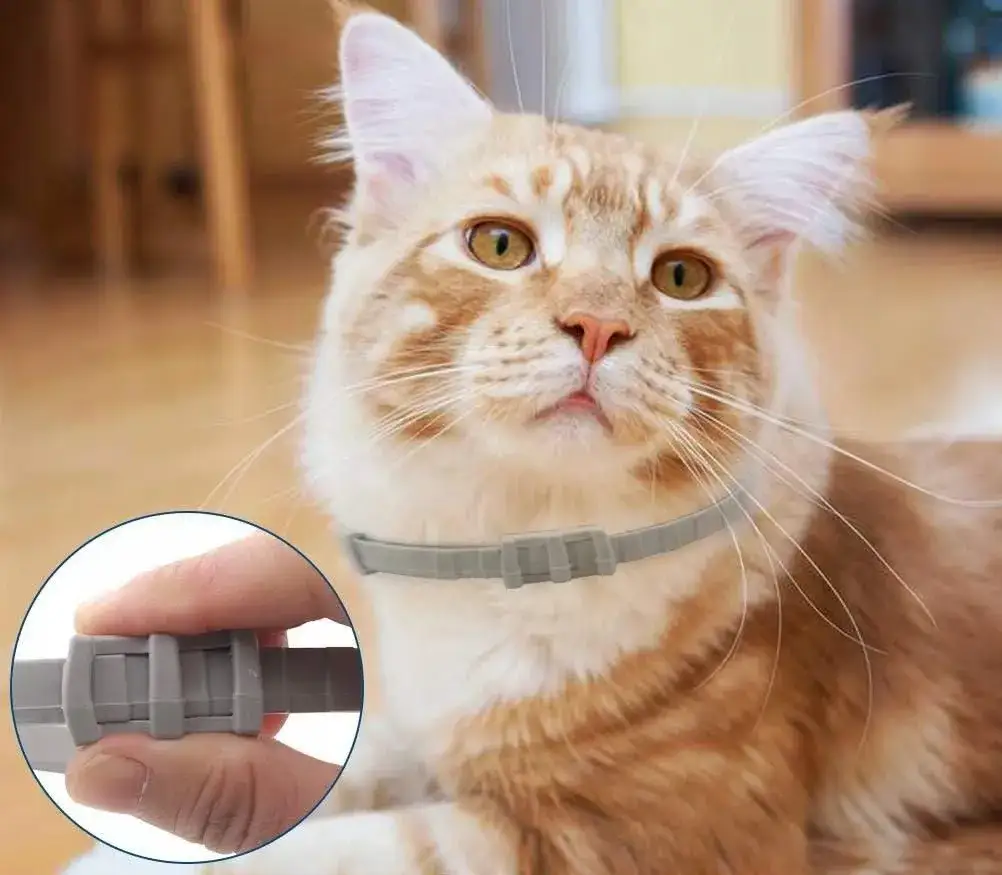 Zdjęcie Obroża na pchły dla kota od kiedy? Sprawdź, aby nie zaszkodzić kociątom