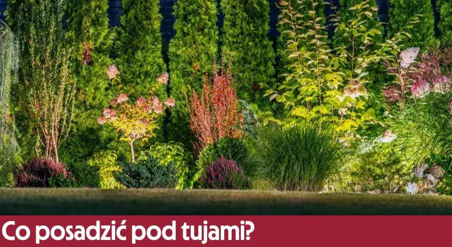 Zdjęcie Co posadzić pod tujami ogrodowymi, by uniknąć niepowodzeń?