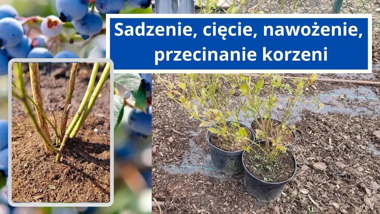 Zdjęcie Jak uprawiać borówki – uniknij najczęstszych błędów w pielęgnacji