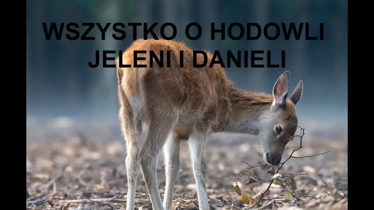 Zdjęcie Czy hodowla danieli jest opłacalna? Sprawdź zyski i ryzyka tej branży