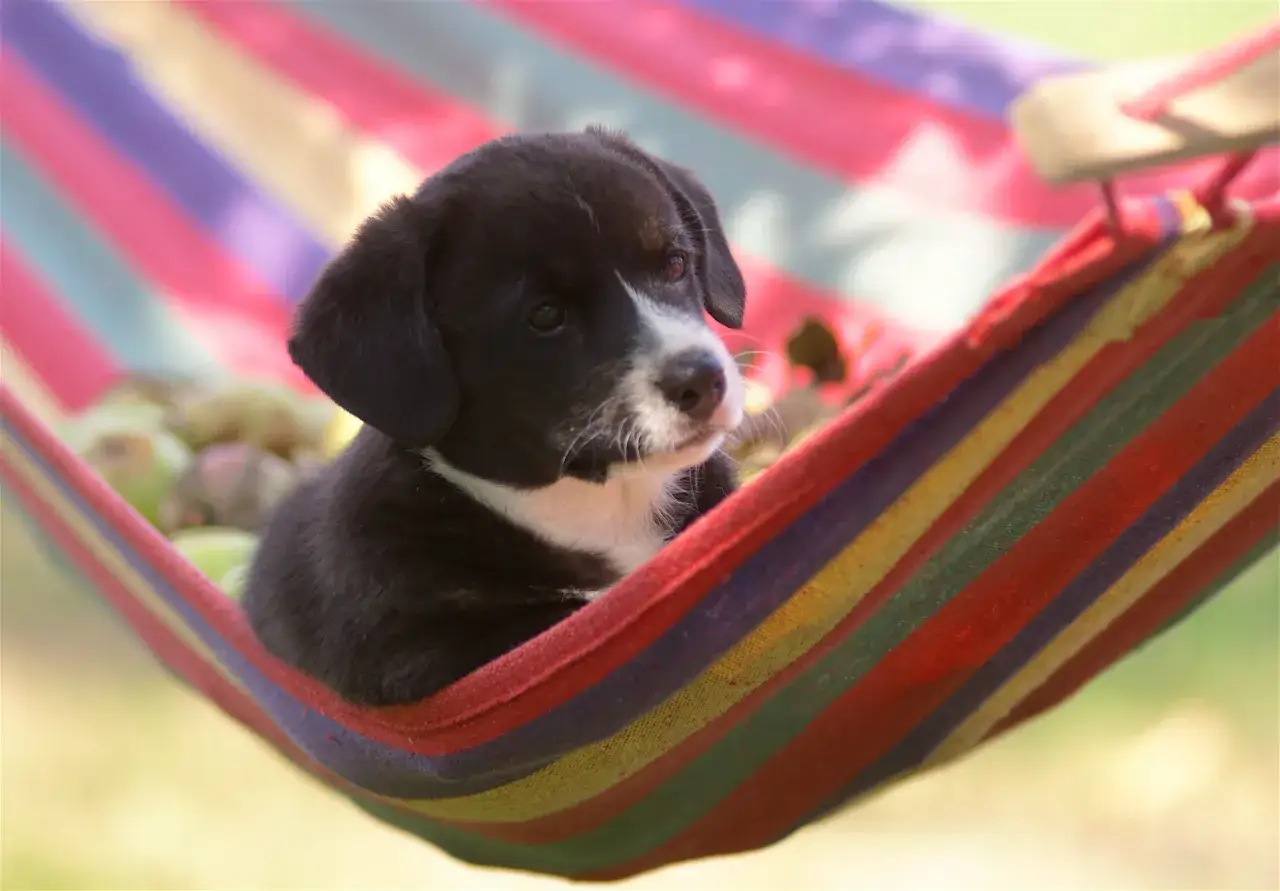 Zdjęcie Ile śpi 8-tygodniowy szczeniak? Praktyczne porady dla właścicieli