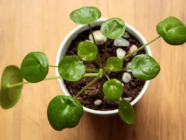 Zdjęcie Pieniążek jak wygląda? Rozpoznaj Pilea peperomioides i jej sekrety