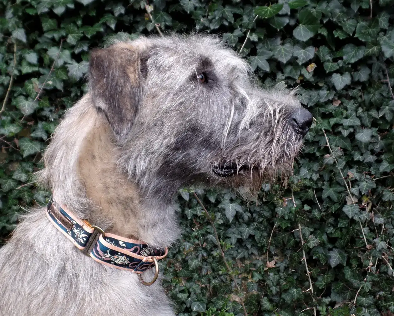 Zdjęcie Obroża martingale dla kogo? Sprawdź, czy to idealny wybór dla twojego psa