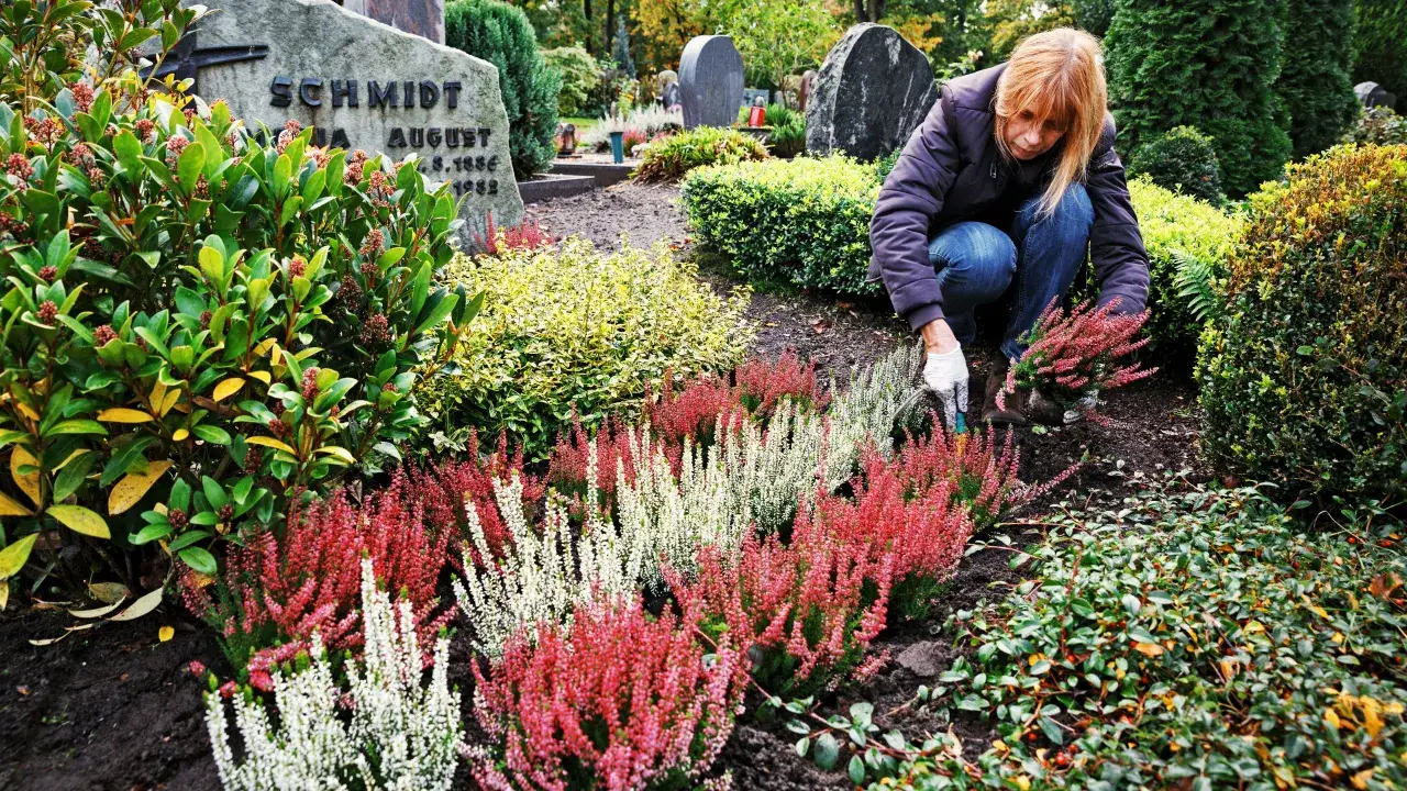 Zdjęcie Jakie krzewy na cmentarz: piękne rośliny, które przetrwają lata