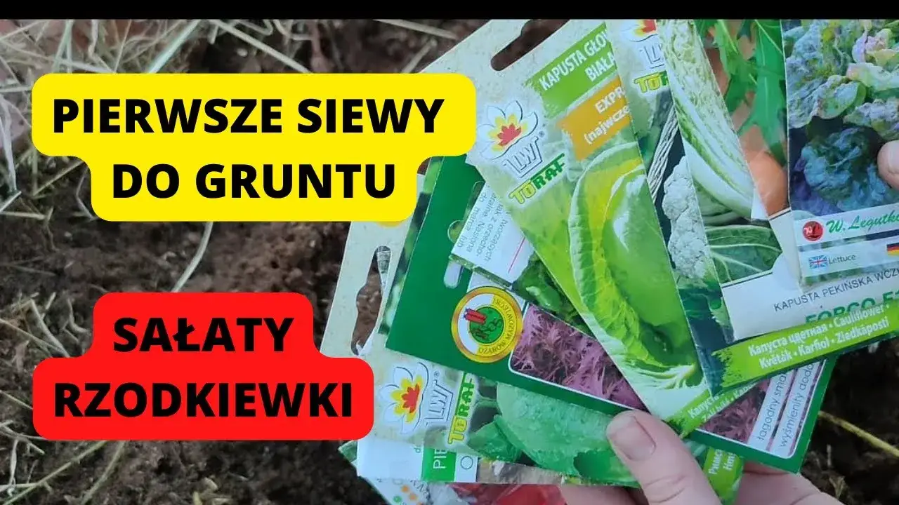 Zdjęcie Co siać w marcu pod folią, aby uniknąć przymrozków i uzyskać plony