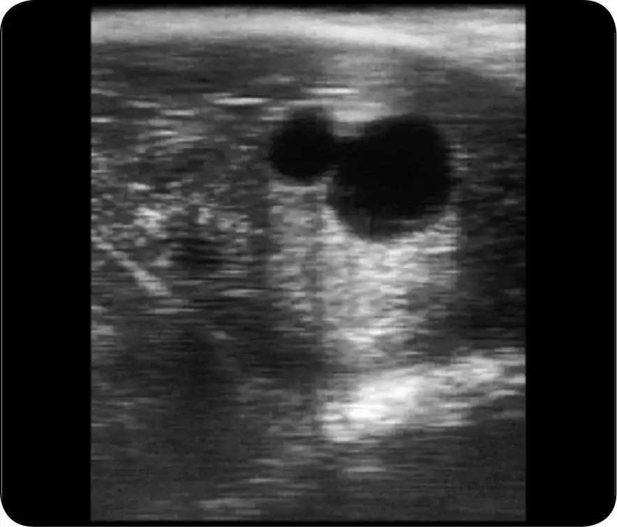 Zdjęcie Jak rozpoznać ciążę u konia - objawy, które mogą cię zaskoczyć