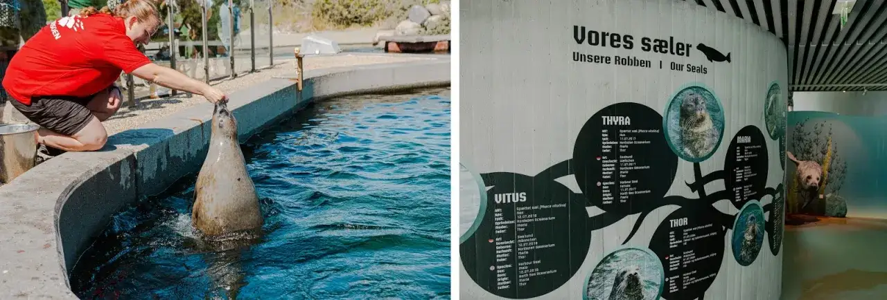 Zdjęcie Najlepsze oceanaria w Danii: atrakcje, które musisz zobaczyć