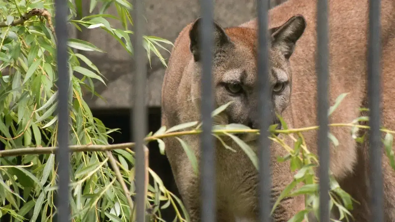 Zdjęcie Ile kosztuje puma z hodowli? Ceny i ograniczenia w Polsce