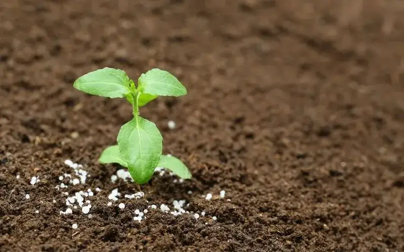 Zdjęcie Mocznik nawóz ile na hektar: Jak uniknąć błędów w nawożeniu?