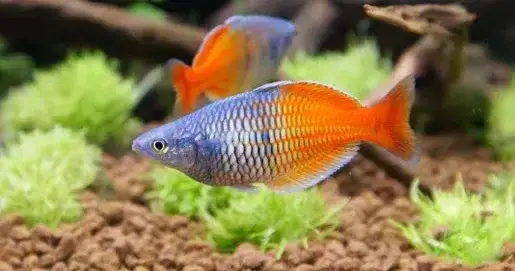 Zdjęcie Jak czyścić filtr gąbkowy w akwarium, aby uniknąć problemów z wodą