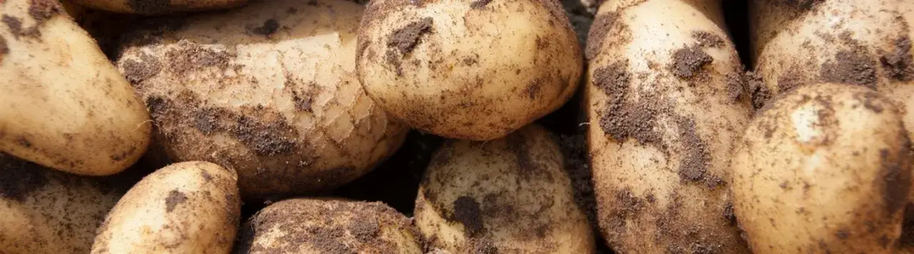 Zdjęcie Kiedy sadzimy ziemniaki na działce, aby uniknąć nieudanych plonów