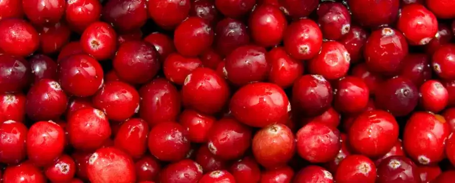 Zdjęcie Czy pies może jeść żurawinę, poznaj korzyści i zagrożenia dla zdrowia