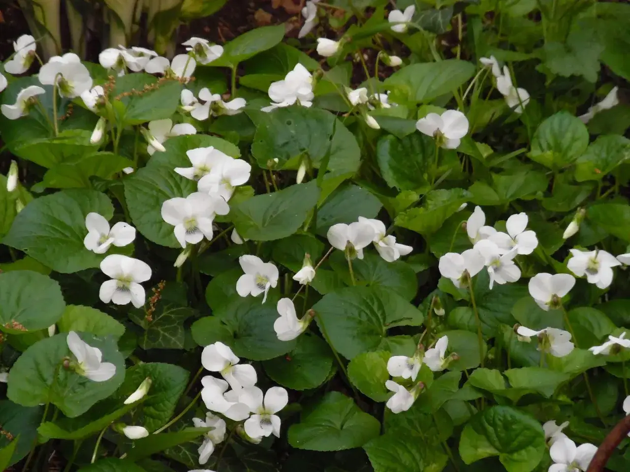 Zdjęcie Trujący chwast o białych kwiatach: jak go rozpoznać i zwalczyć