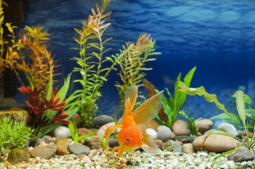 Zdjęcie Ile ryb w akwarium 112l? Odkryj idealną liczbę dla zdrowia ryb