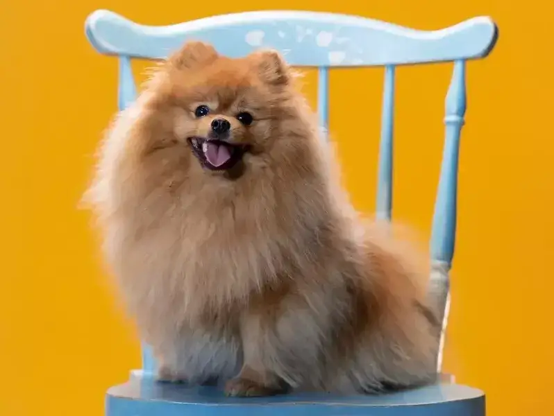 Zdjęcie Czy szpic miniaturowy ma włosy czy sierść? Poznaj jego unikalną sierść