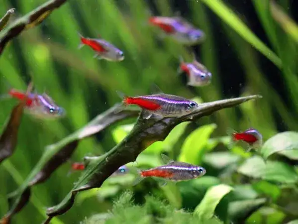 Zdjęcie Jakie akwarium dla neonów? Odpowiednie warunki i porady