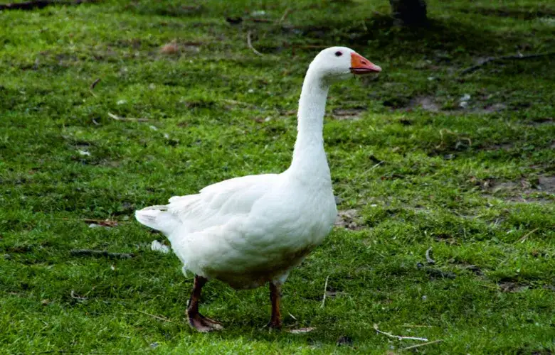 Zdjęcie Jak rozpocząć hodowlę gęsi i uniknąć kosztownych błędów