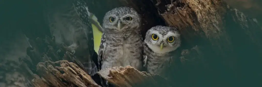 Zdjęcie Symbolika ptaków w różnych kulturach - znaczenie i wierzenia