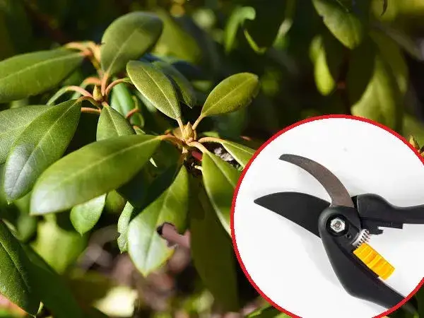 Zdjęcie Jak przycinać rododendrony po przekwitnięciu, aby uniknąć błędów