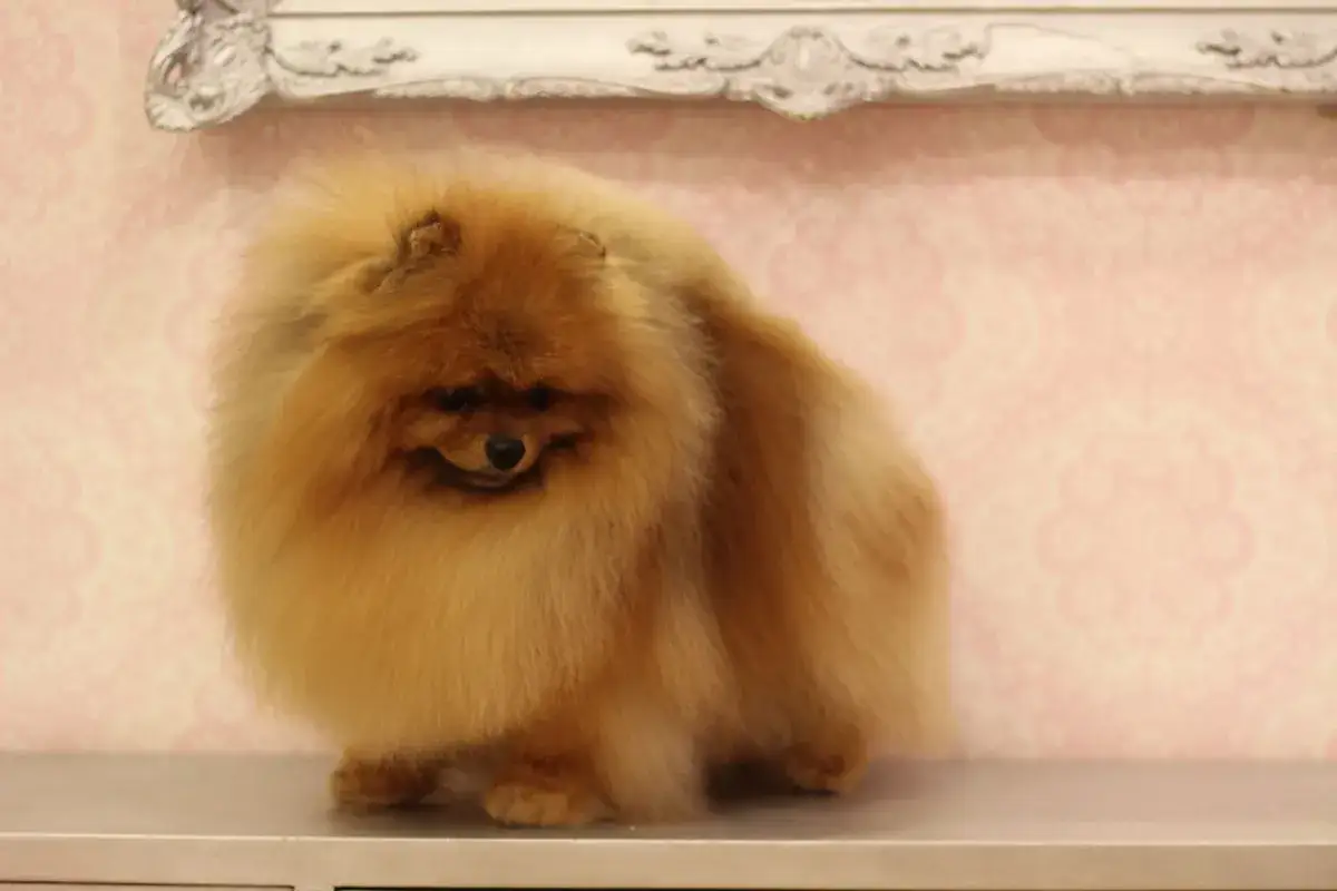 Zdjęcie Czy szczeniak zmienia kolor sierści? Odkryj, co wpływa na zmiany