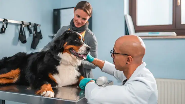 Zdjęcie Encuentra la veterinaria cerca de mí para la salud de tu mascota