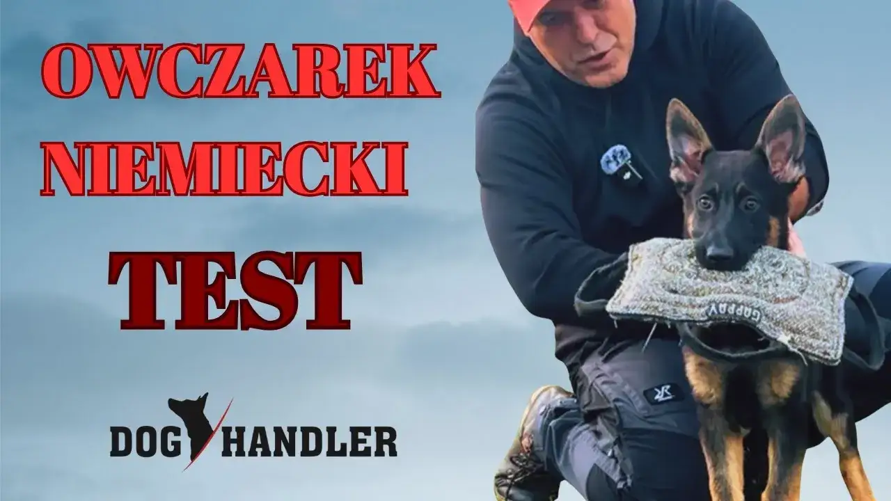 Zdjęcie Tresura Owczarka Niemieckiego: Kompletny Przewodnik Krok po Kroku