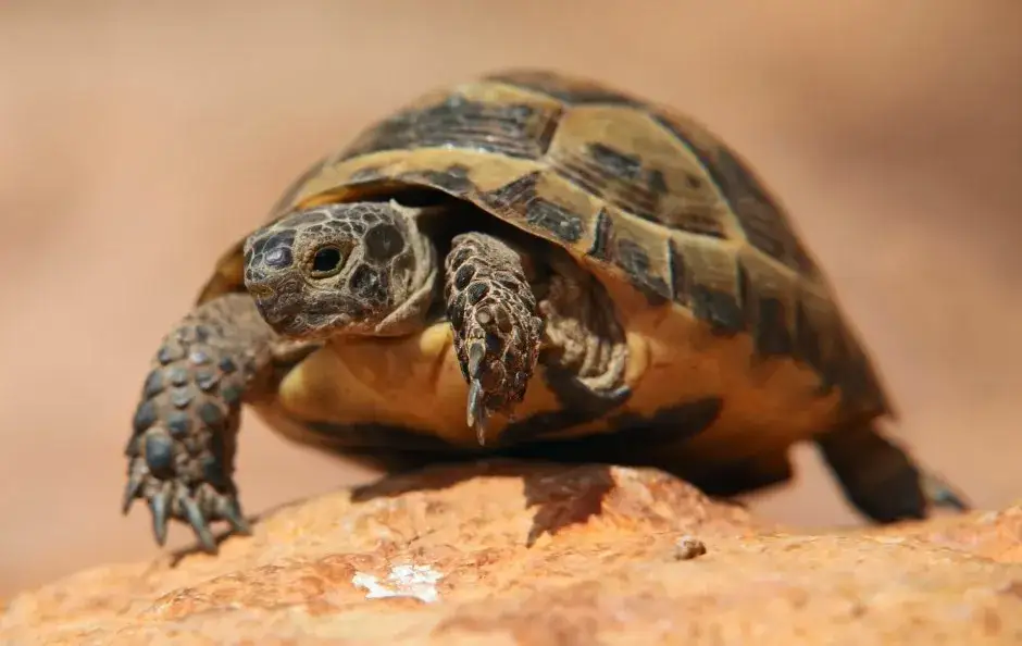 Zdjęcie Czy można oddać żółwia do zoo? Sprawdź, co warto wiedzieć przed decyzją