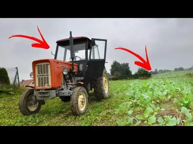 Zdjęcie Ile siać rzodkiew oleista na poplon, aby uniknąć strat w plonach?