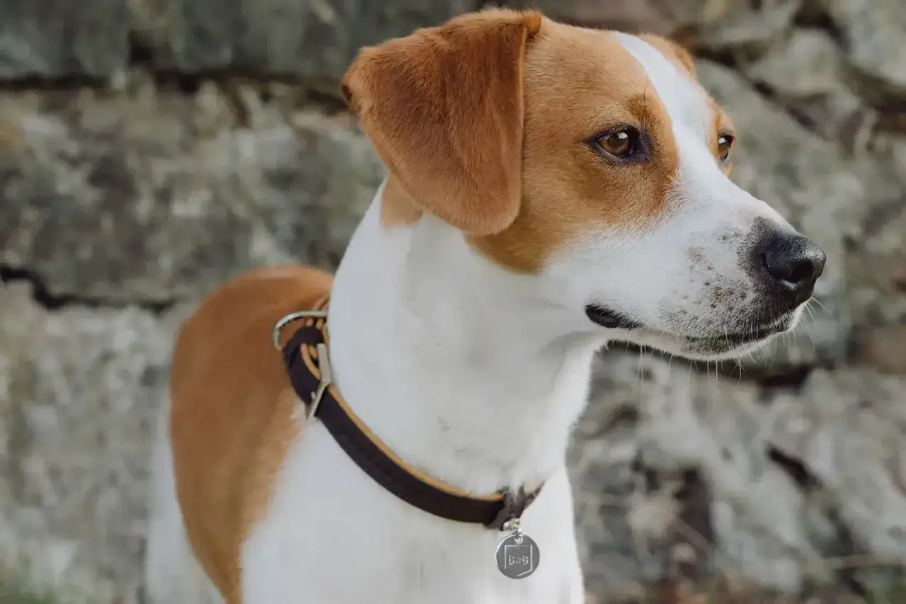 Zdjęcie Obroża czy szelki dla szczeniaka - co wybrać dla bezpieczeństwa pupila?