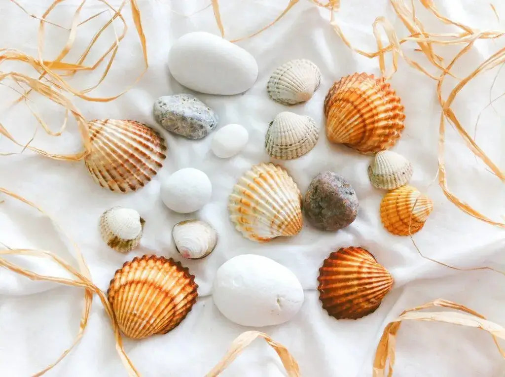 Zdjęcie Jakie muszle występują w Bałtyku? Odkryj ich tajemnice i różnorodność