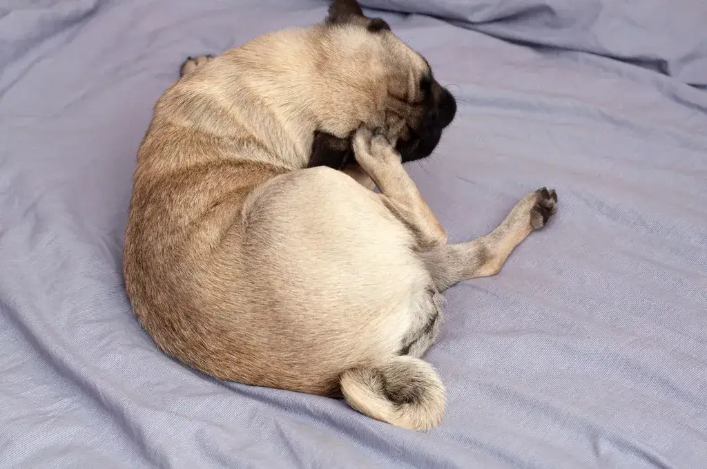 Zdjęcie Czemu pies drapie legowisko? Odkryj przyczyny tego zachowania