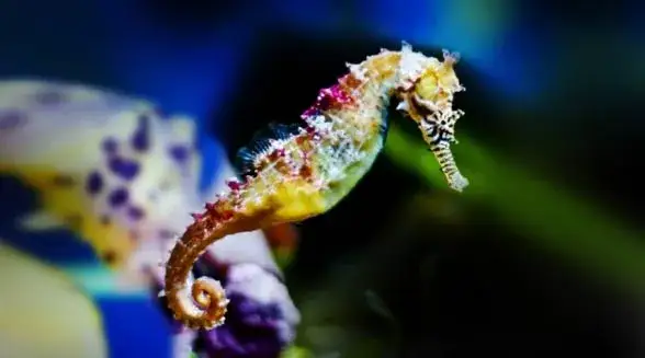 Zdjęcie Czy koniki morskie żyją w Bałtyku? Oto zaskakujące fakty o ich braku