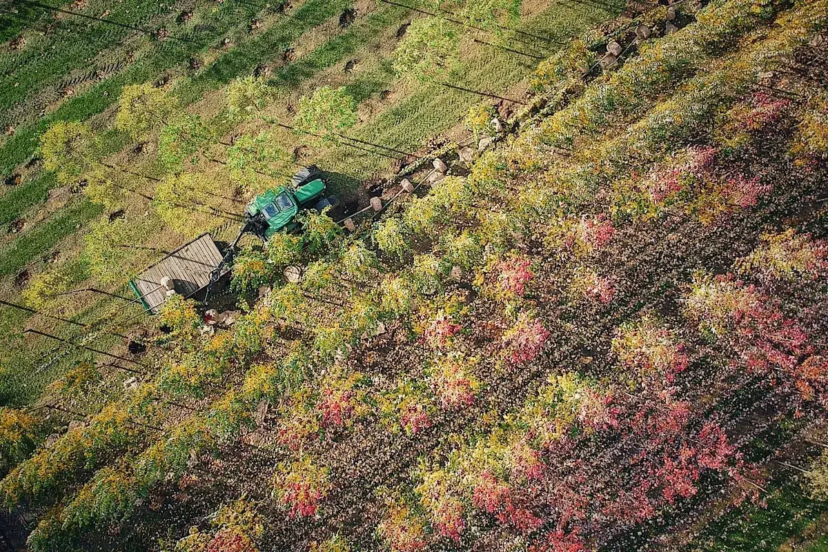 Zdjęcie Jakie drzewa sadzić na osiedlach, aby uniknąć problemów w przyszłości?