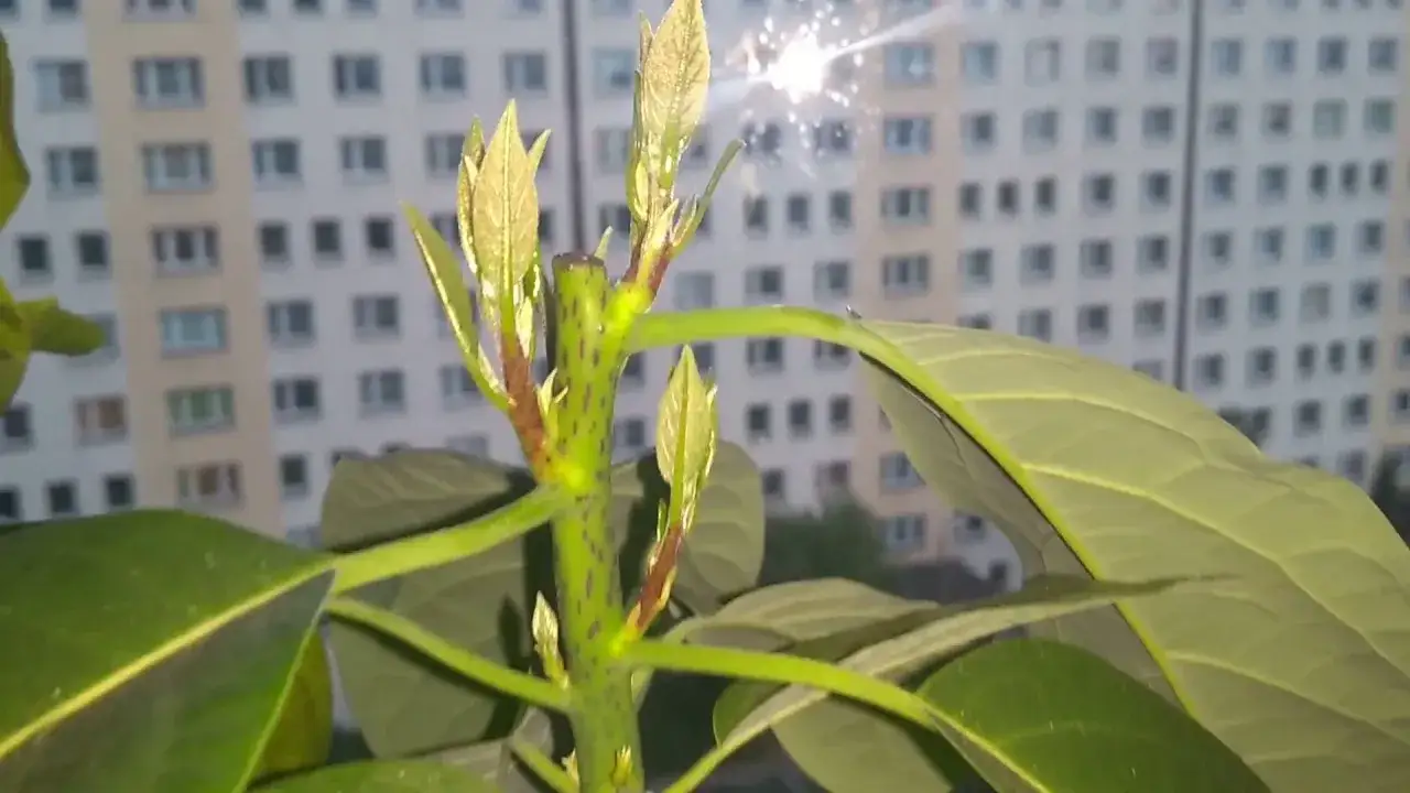 Zdjęcie Jak przycinać awokado, aby uniknąć błędów i wspierać wzrost