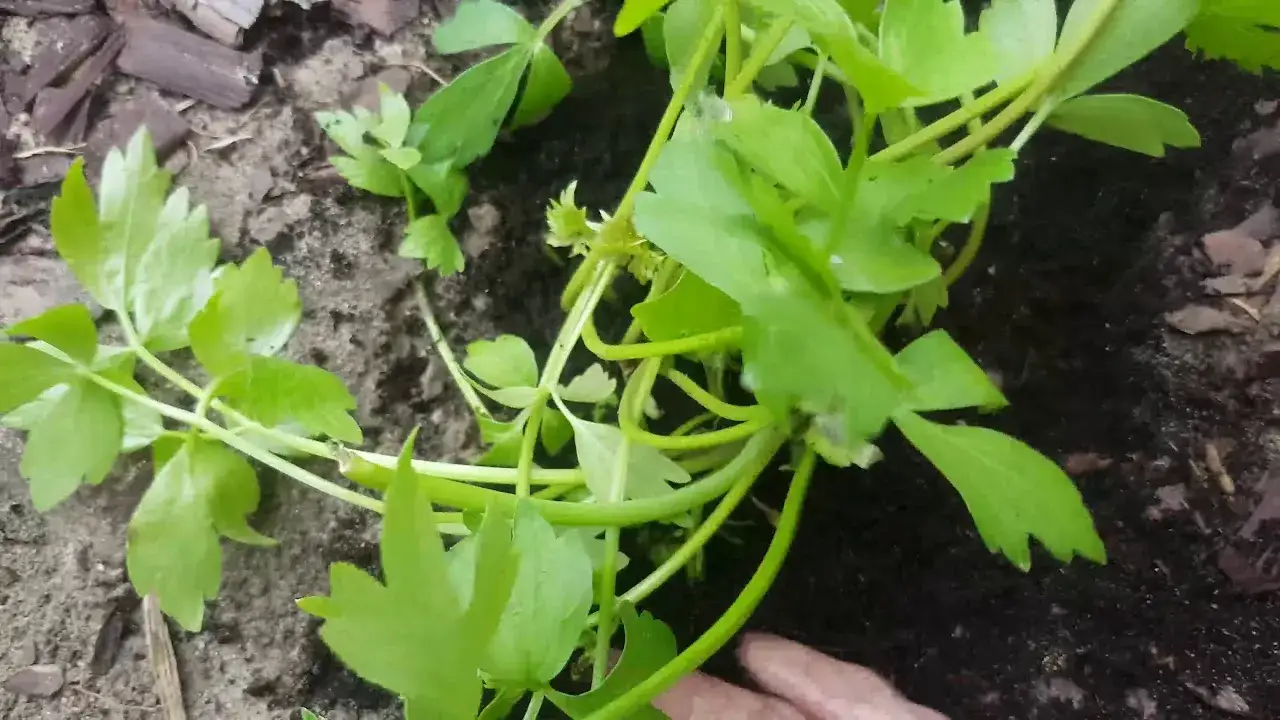 Zdjęcie Jak sadzić lubczyk ogrodowy - proste sposoby na udaną uprawę